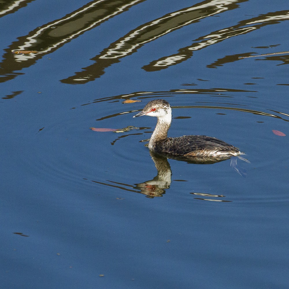 Svasso cornuto - ML628909219