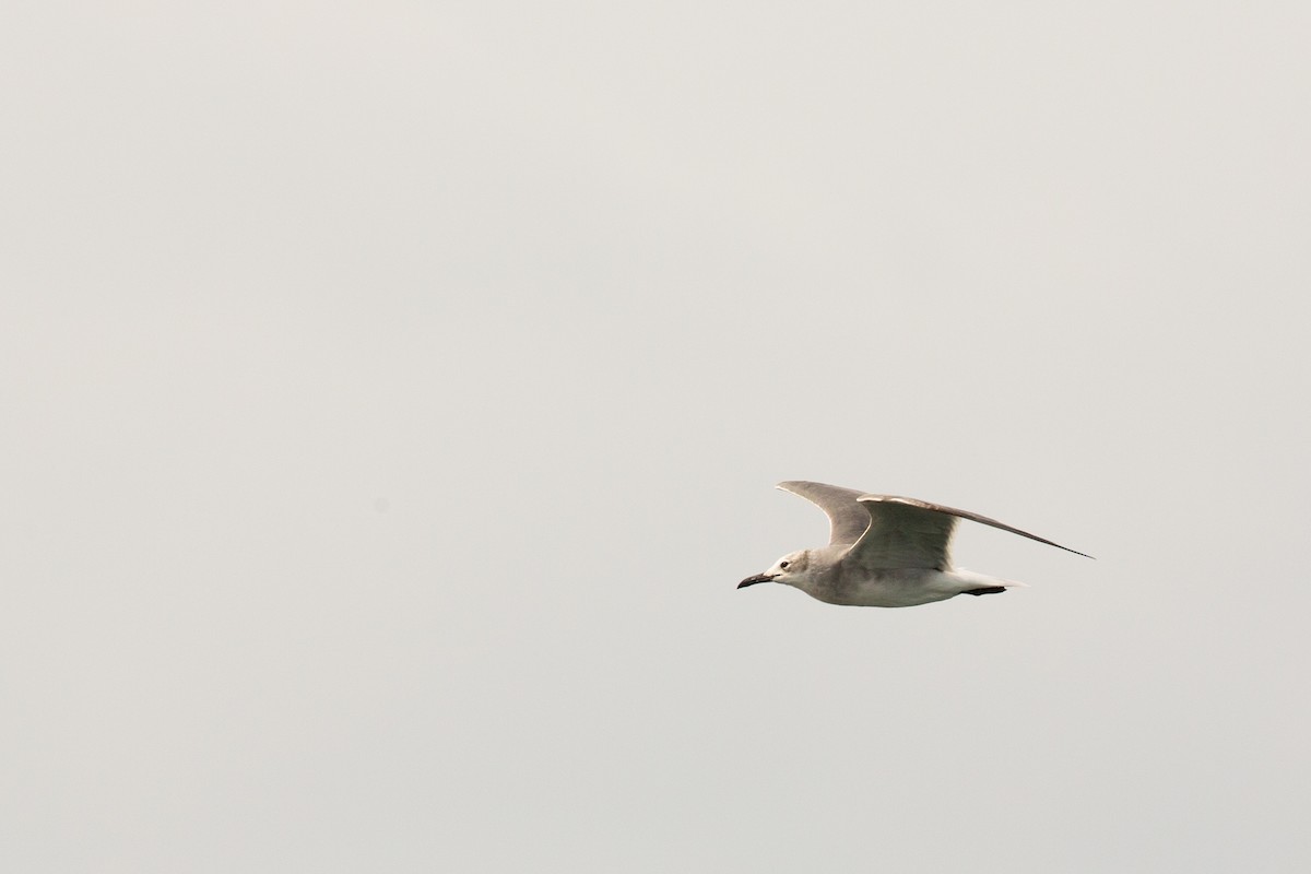 Laughing Gull - ML628909221