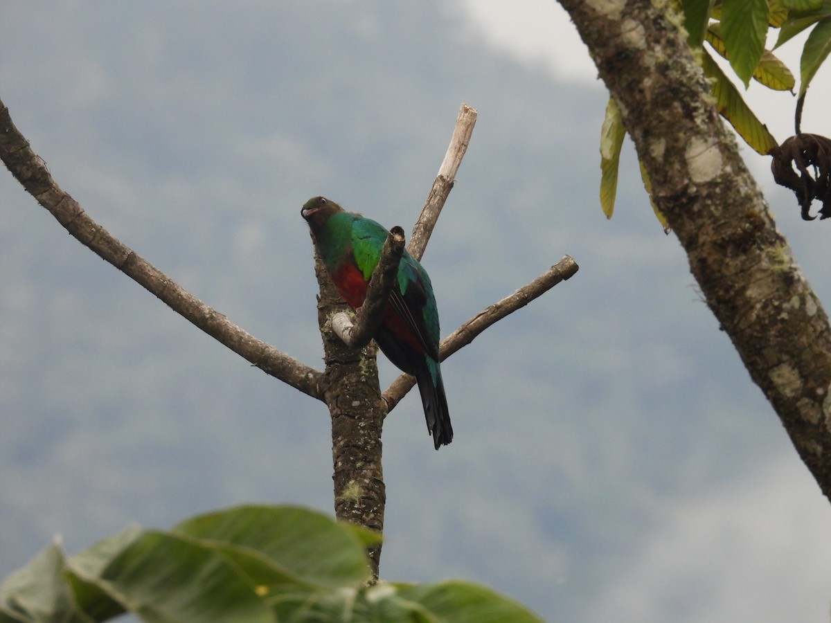 Golden-headed Quetzal - ML628909253