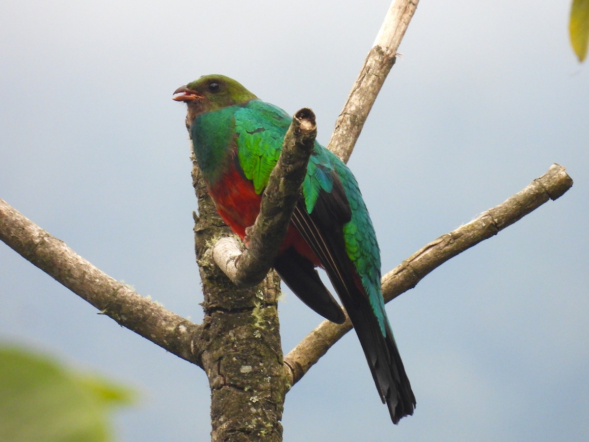 Golden-headed Quetzal - ML628909261