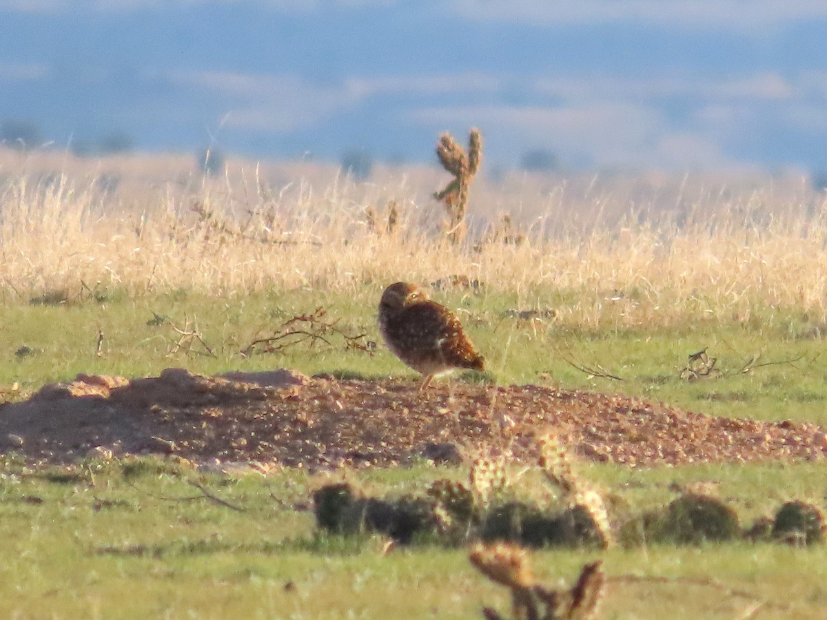 Burrowing Owl - ML628909262