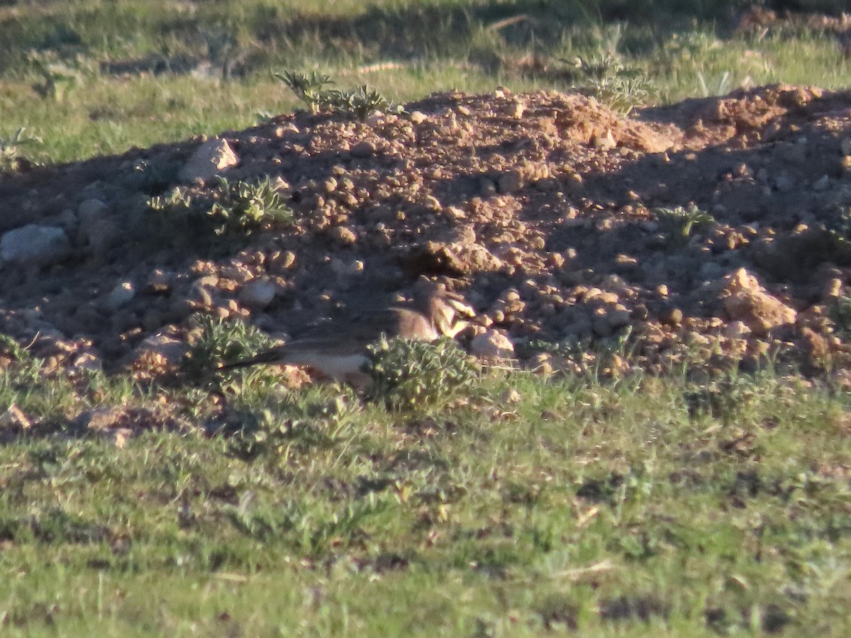 Horned Lark - ML628909263