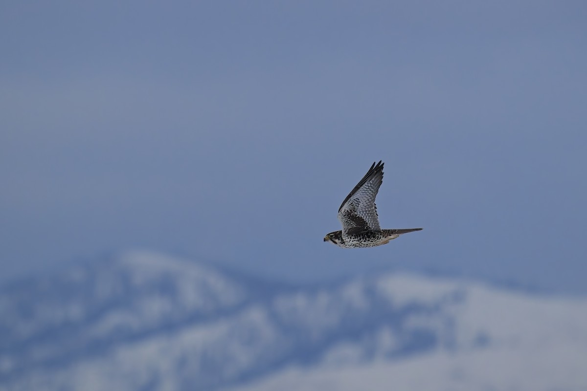 Prairie Falcon - ML628909277