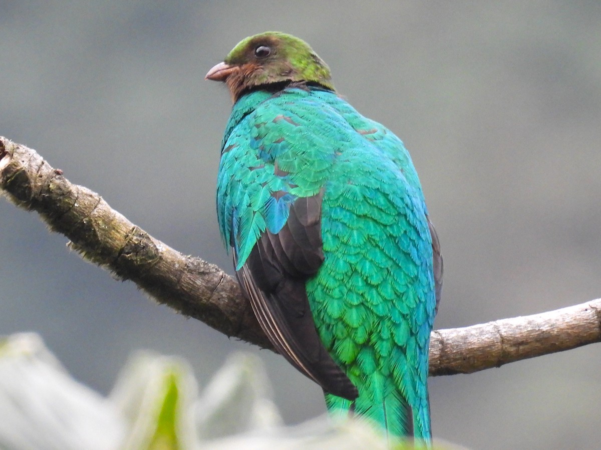 Golden-headed Quetzal - ML628909280