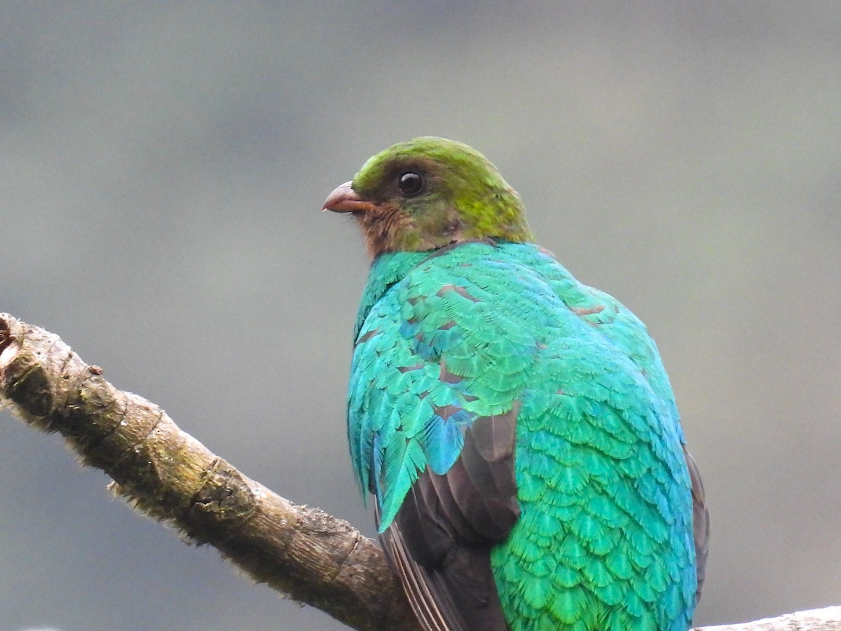 Golden-headed Quetzal - ML628909281