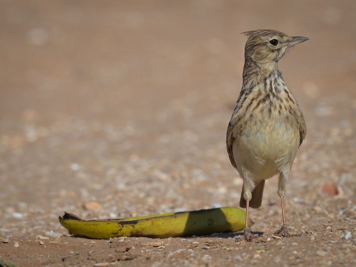 Thekla's Lark - ML628909297