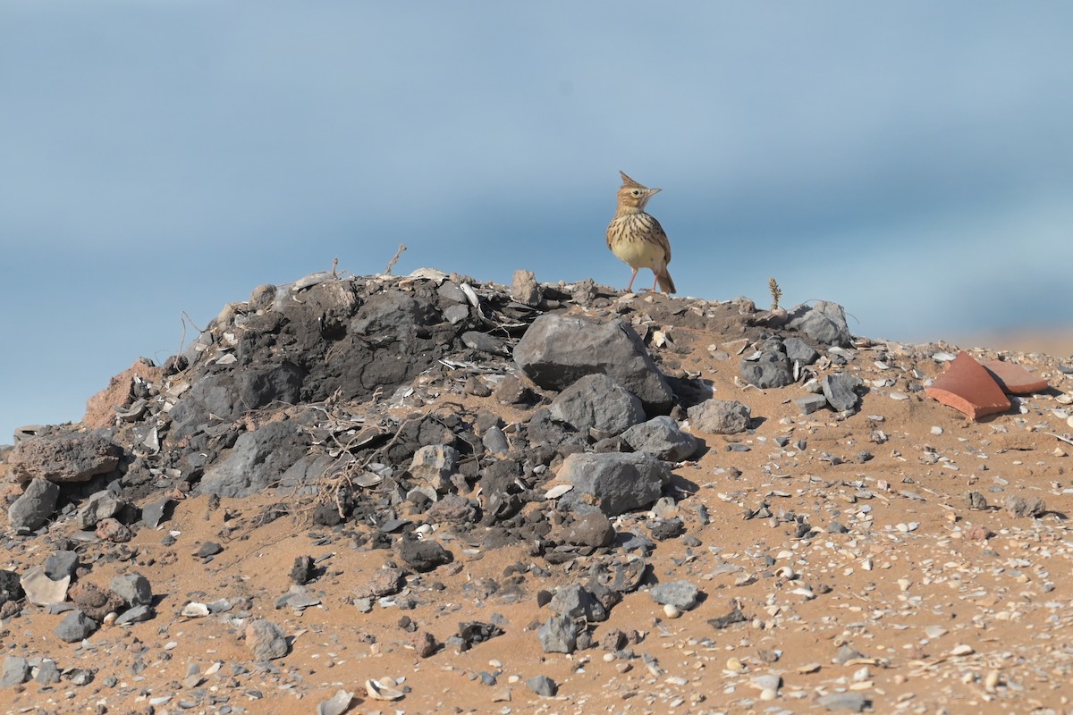 Thekla's Lark - ML628909298