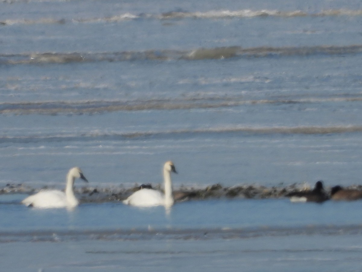 Гунгар хун - ML628909335