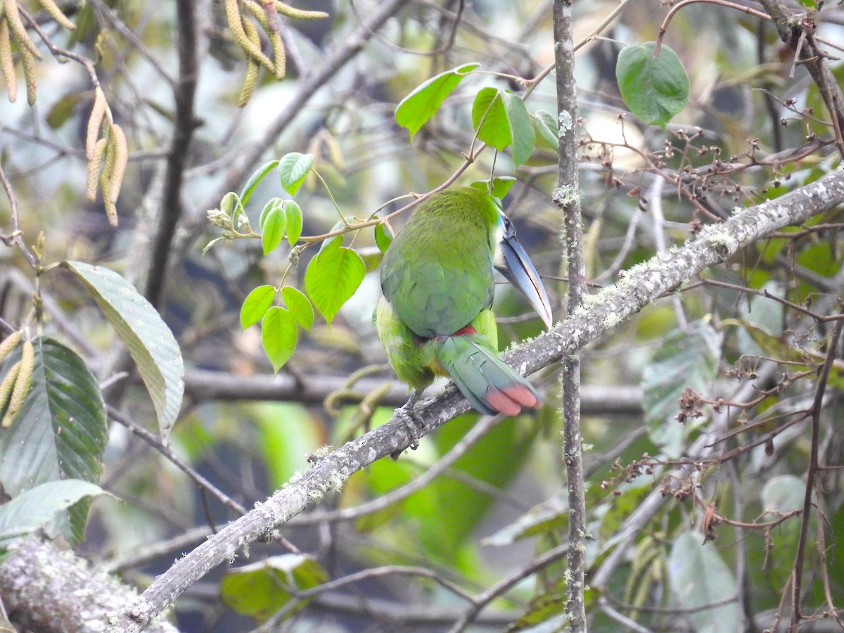 Blue-banded Toucanet - ML628909336