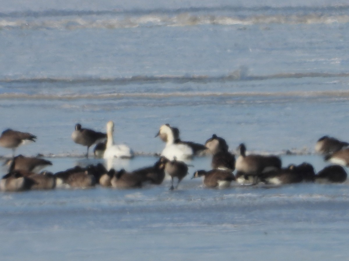 Гунгар хун - ML628909337