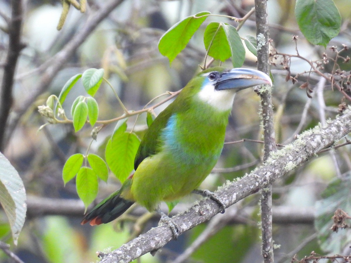 Blue-banded Toucanet - ML628909338