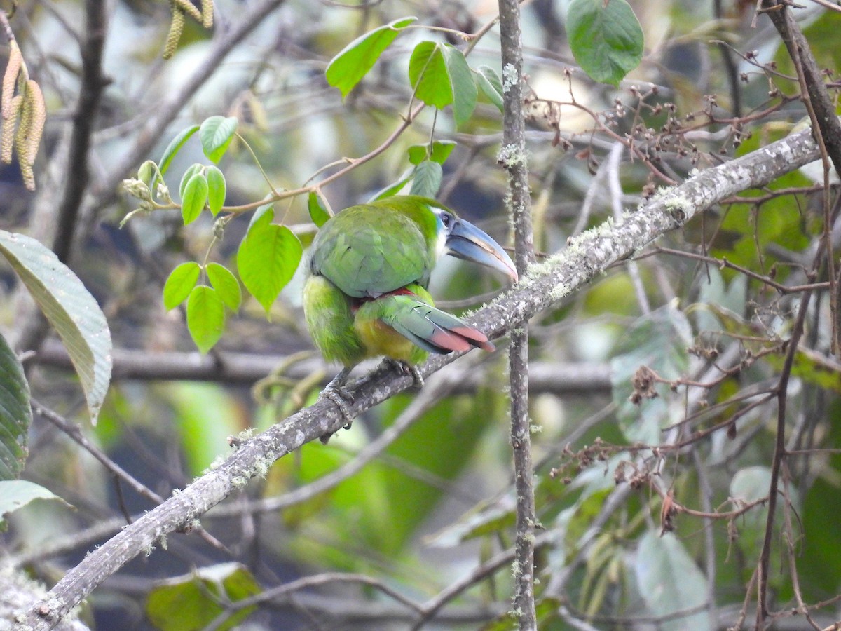 Blue-banded Toucanet - ML628909339