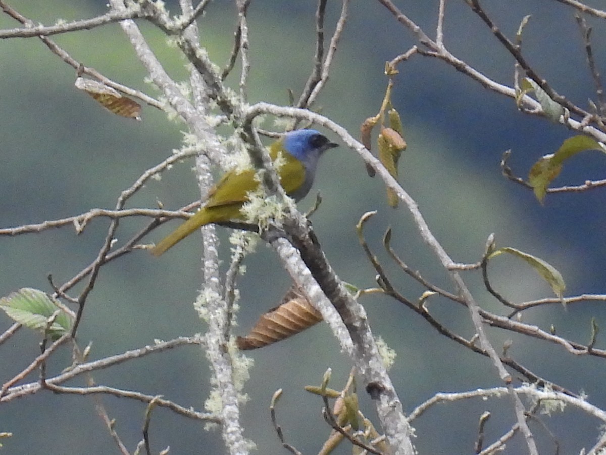 Blue-capped Tanager - ML628909354