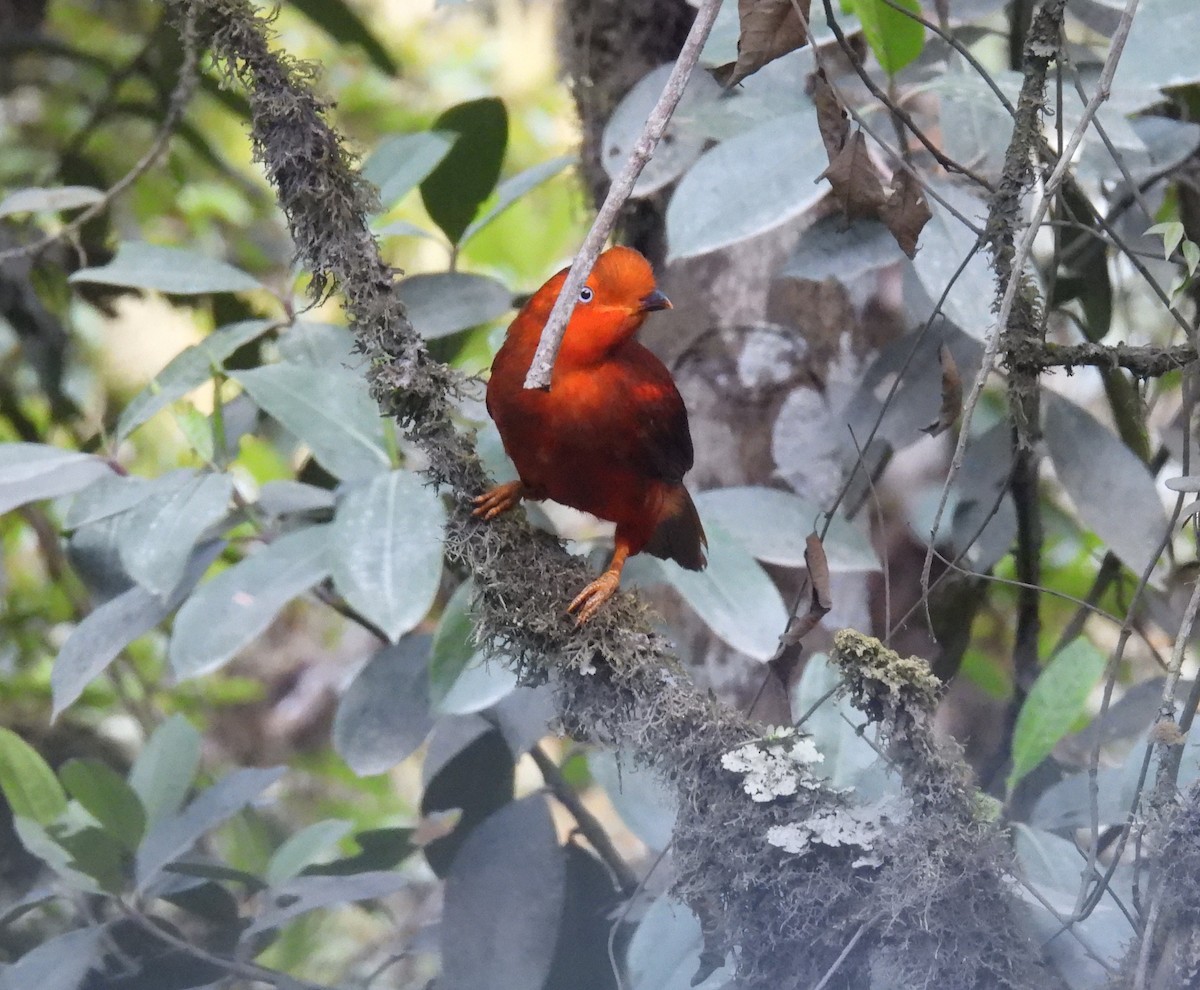 Andean Cock-of-the-rock - ML628909405