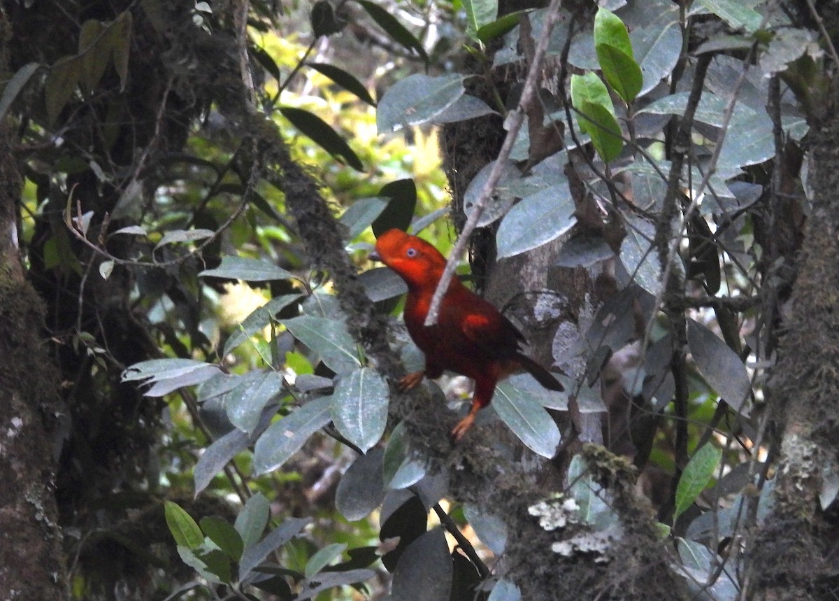 Andean Cock-of-the-rock - ML628909406