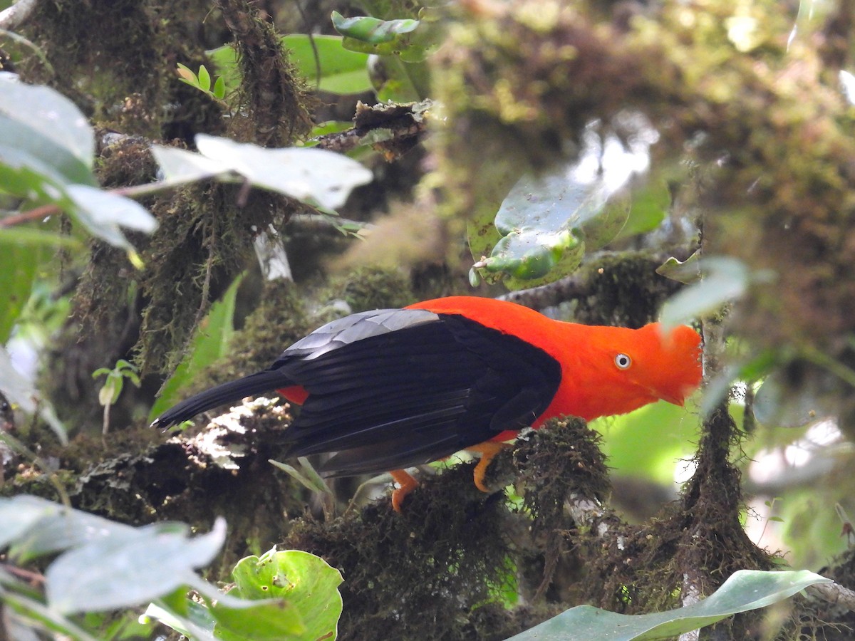 Andean Cock-of-the-rock - ML628909408