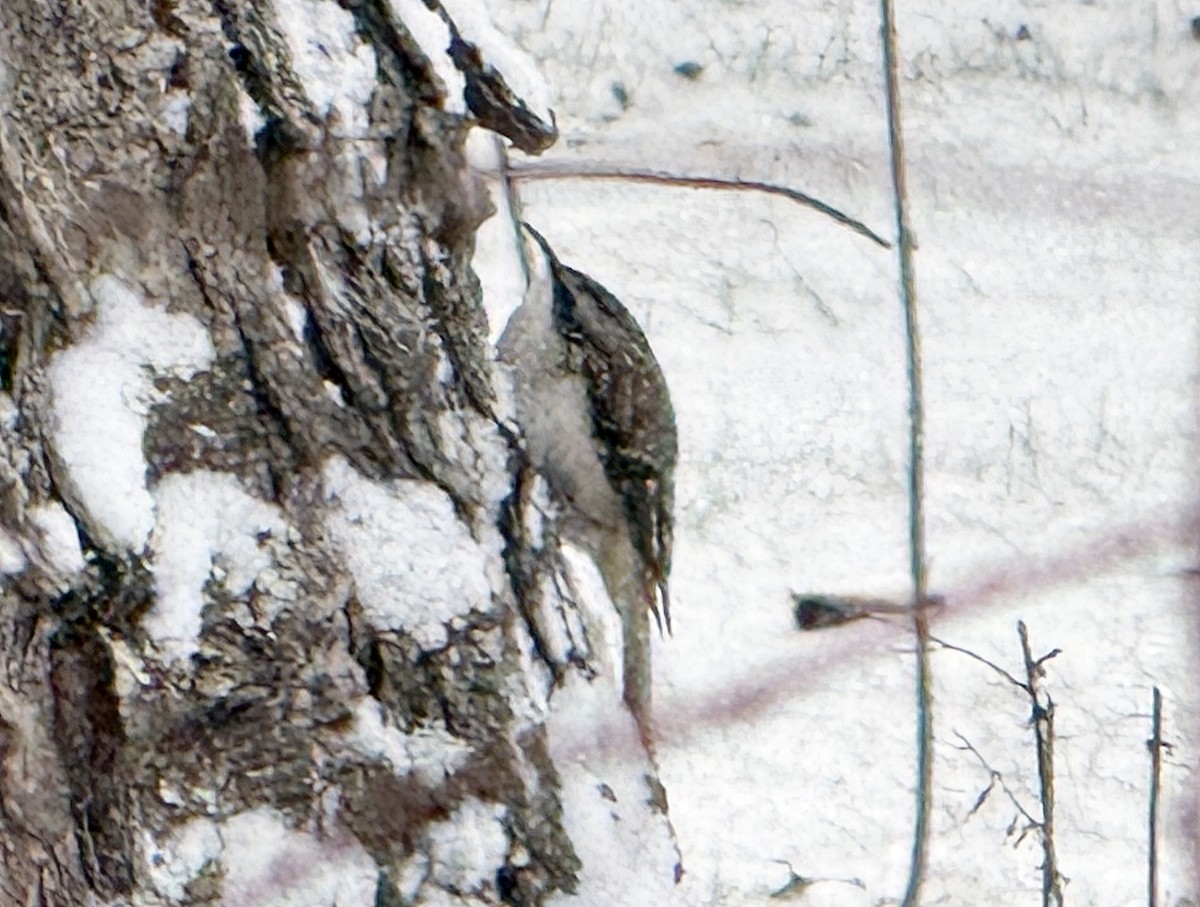 Brown Creeper - ML628909456