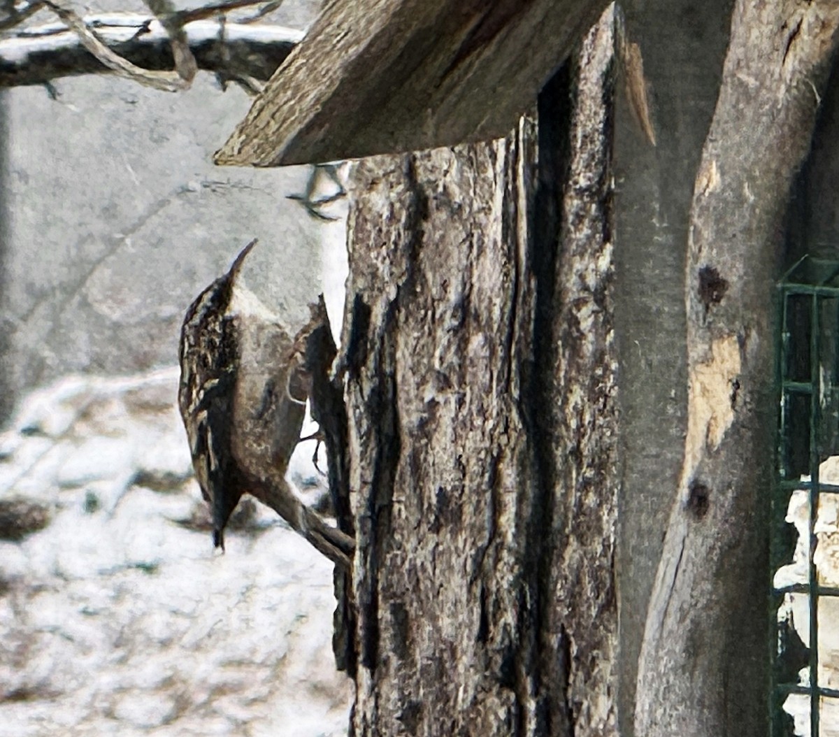 Brown Creeper - ML628909459
