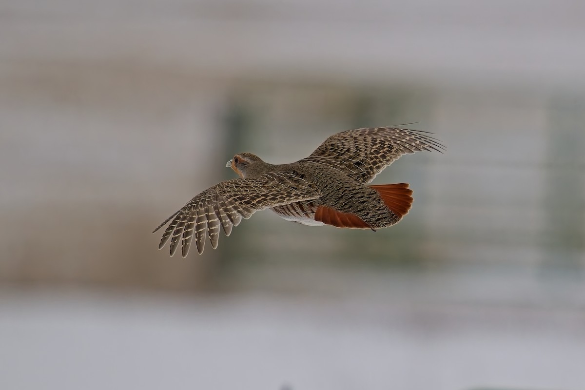 Gray Partridge - ML628909460