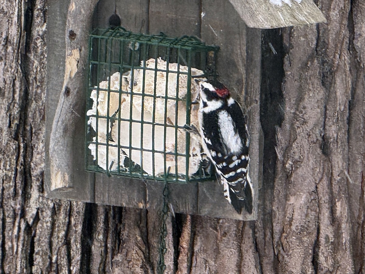 Downy Woodpecker - ML628909476