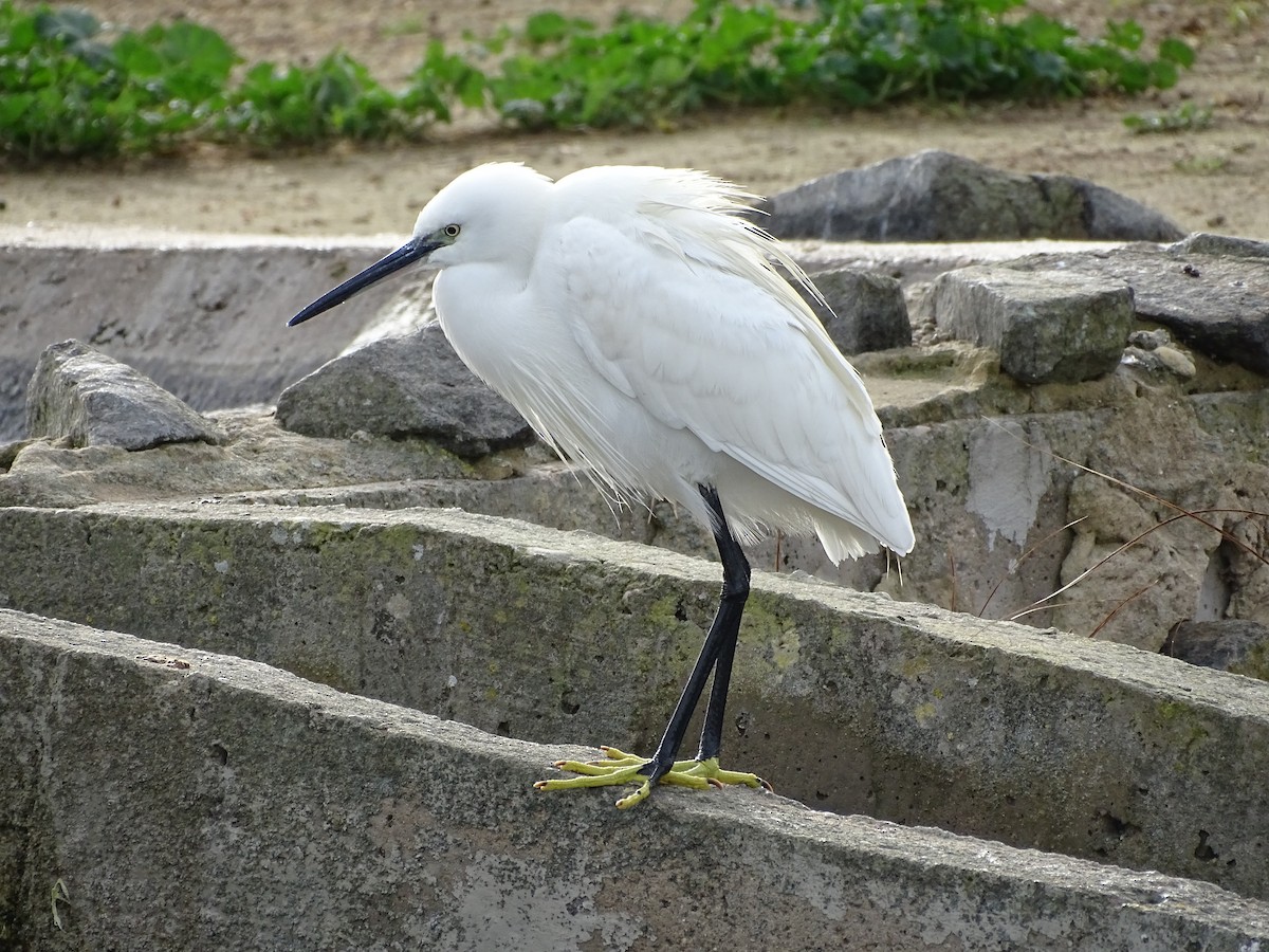 volavka stříbřitá - ML628909667