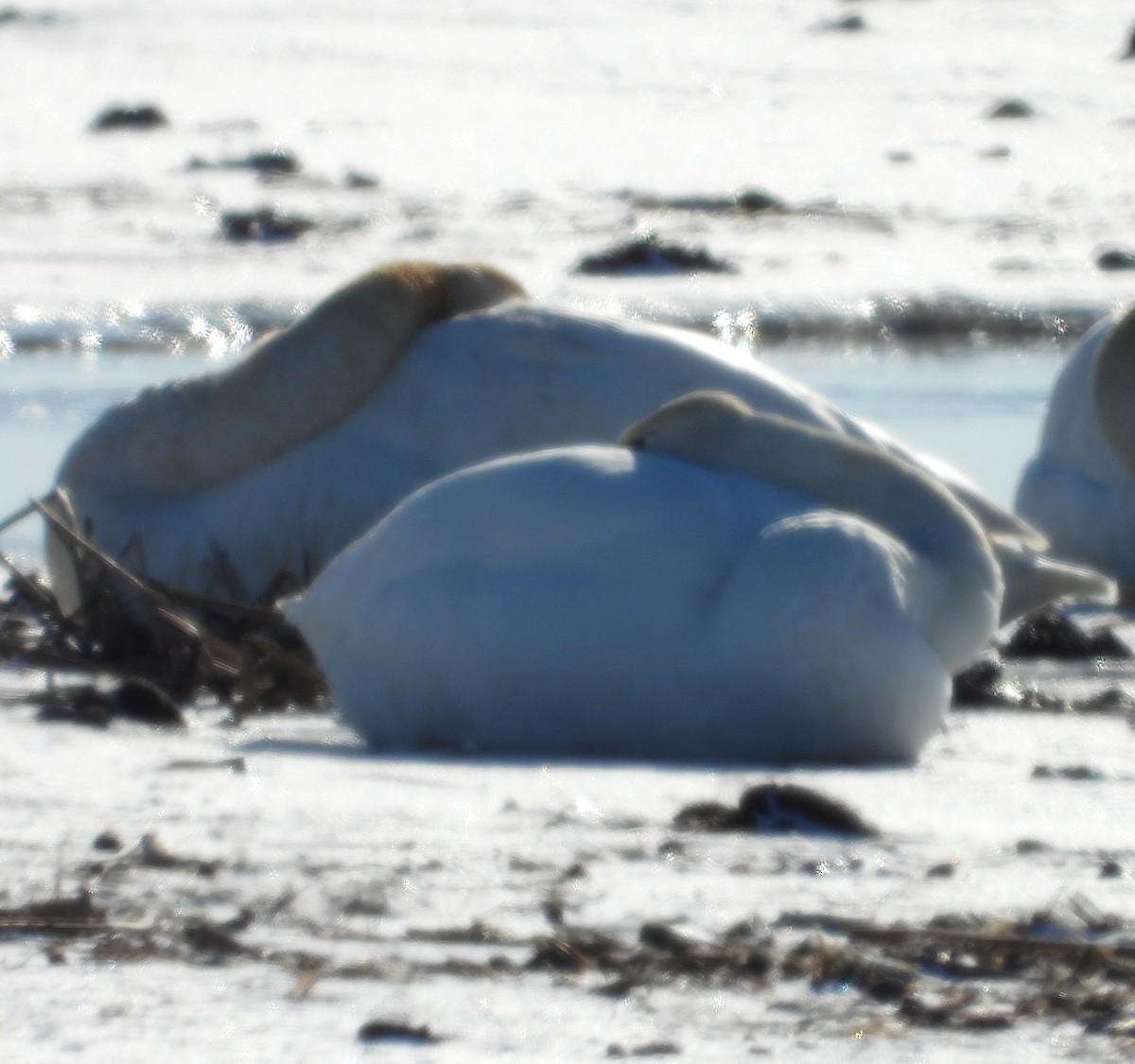 Гунгар хун - ML628909891