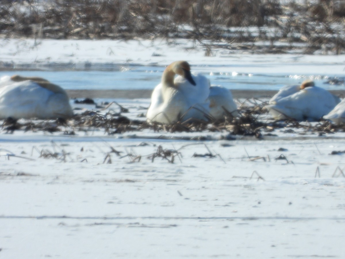 Гунгар хун - ML628909893