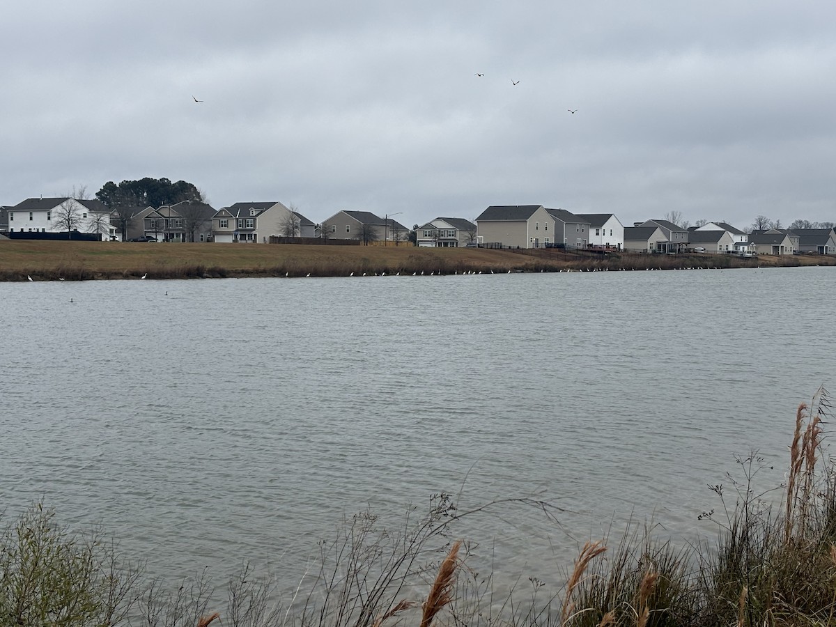 Great Egret - ML628909931