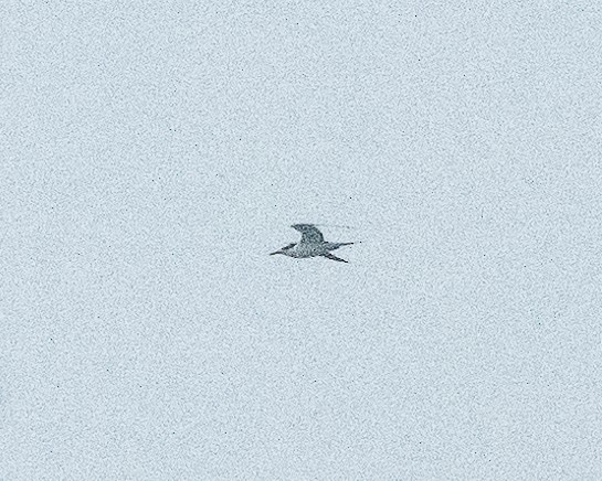 Aleutian Tern - ML628910092