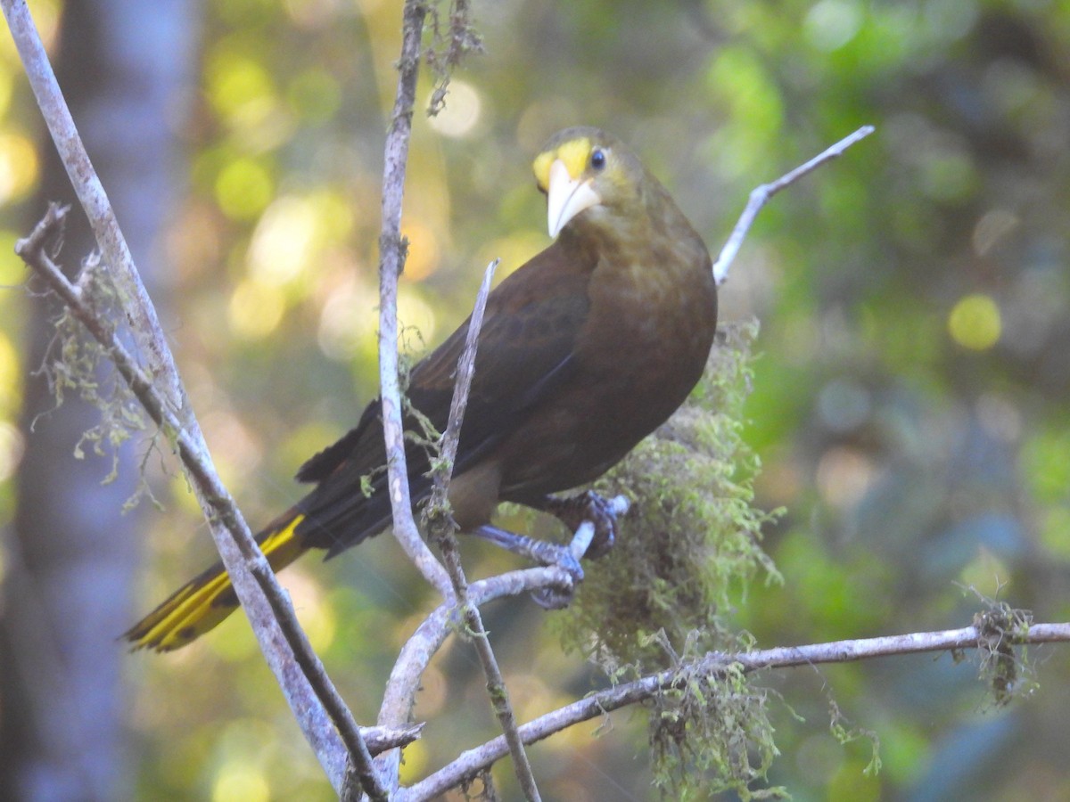 Russet-backed Oropendola - ML628910104