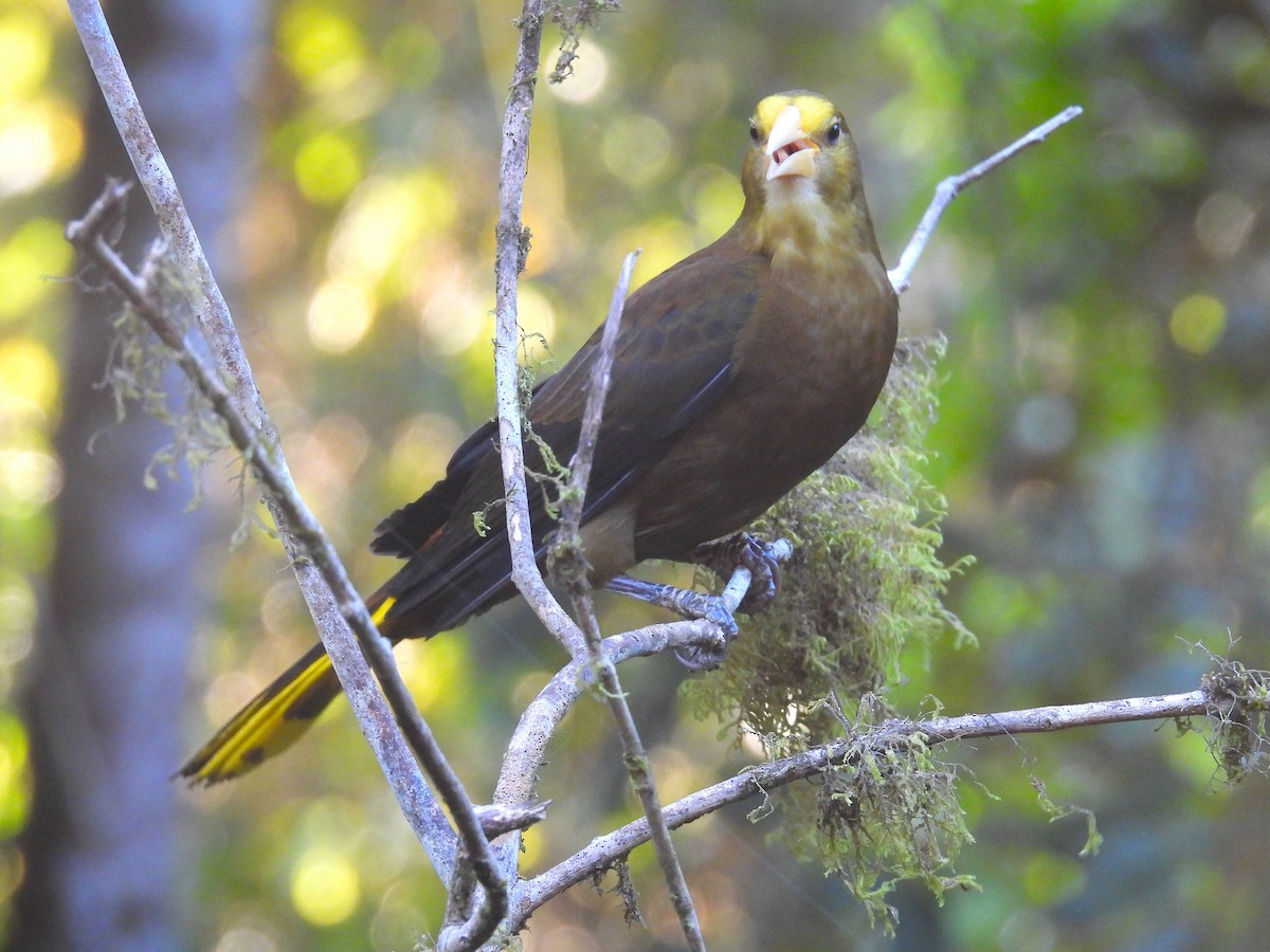 Russet-backed Oropendola - ML628910105