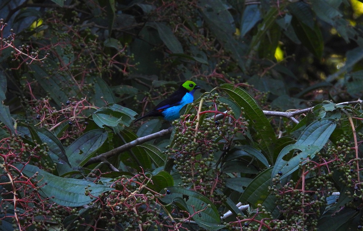 Paradise Tanager - ML628910127