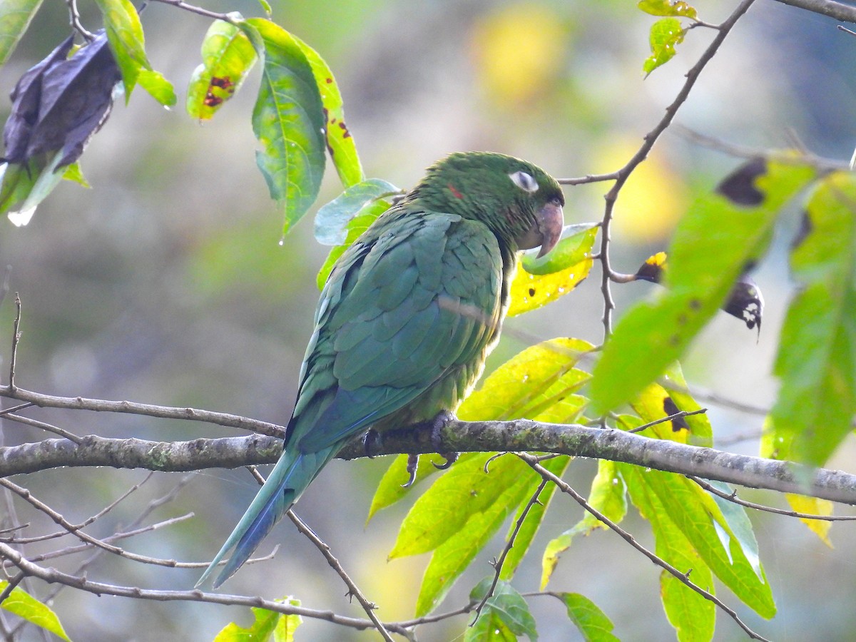 White-eyed Parakeet - ML628910148