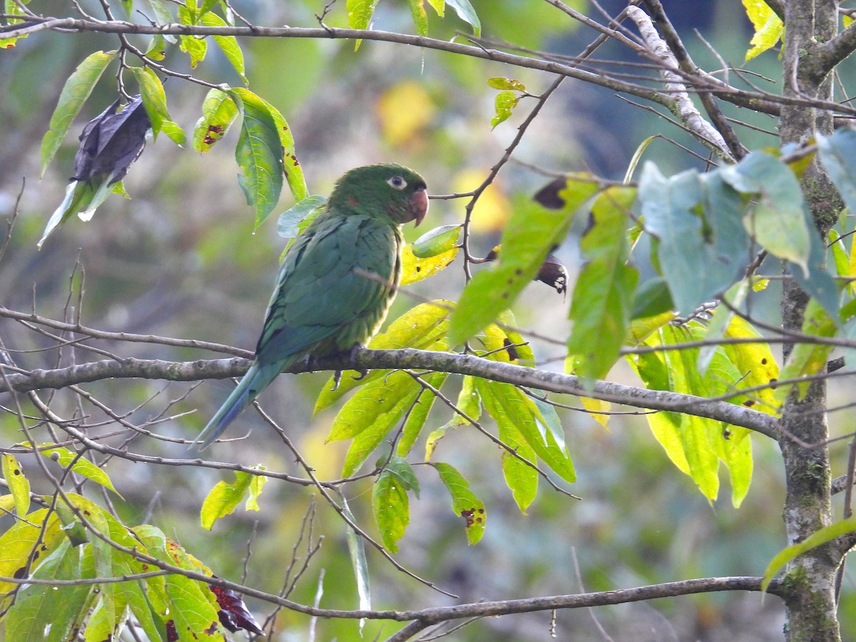 White-eyed Parakeet - ML628910150