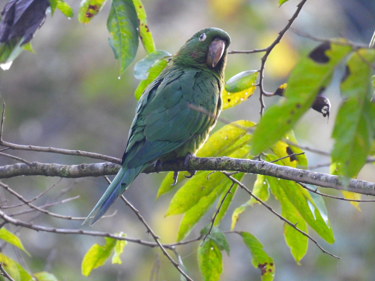 White-eyed Parakeet - ML628910151