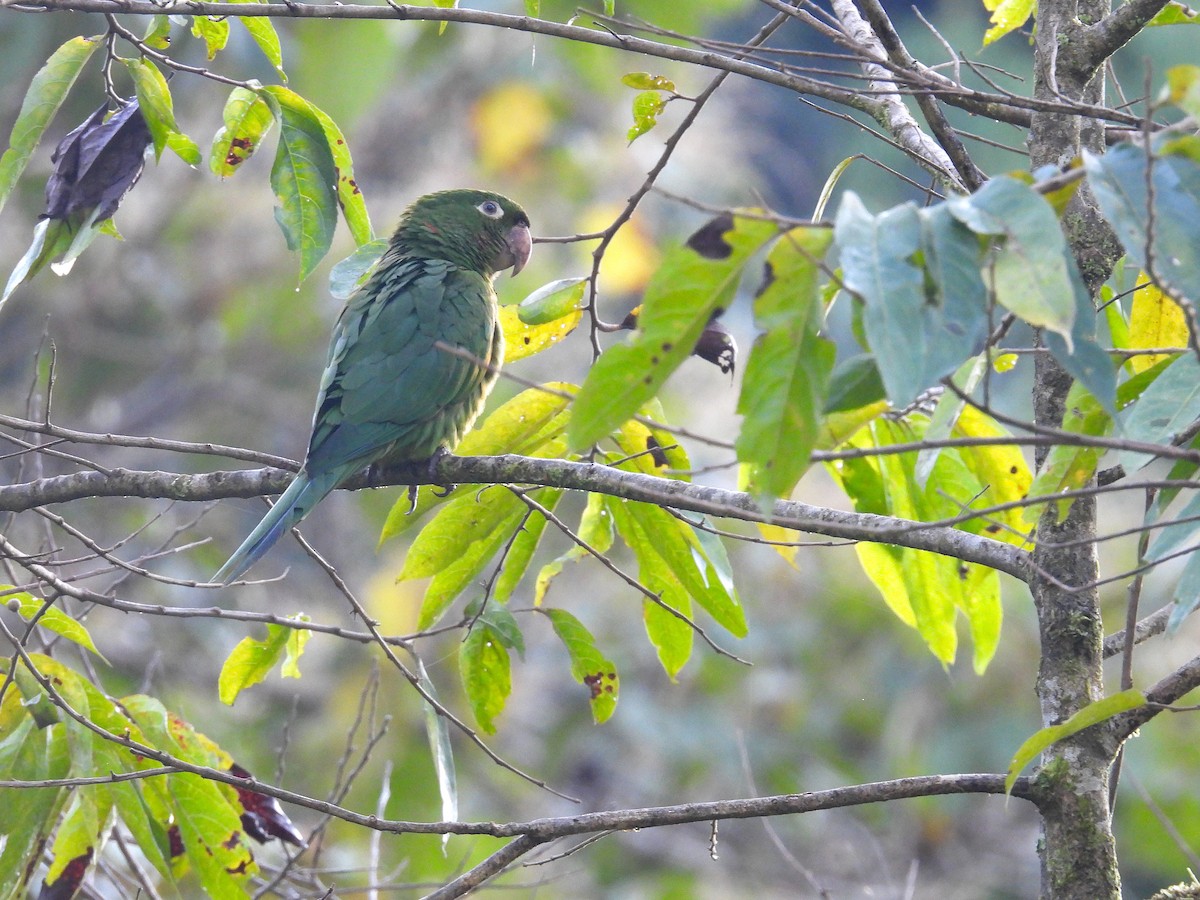 White-eyed Parakeet - ML628910153