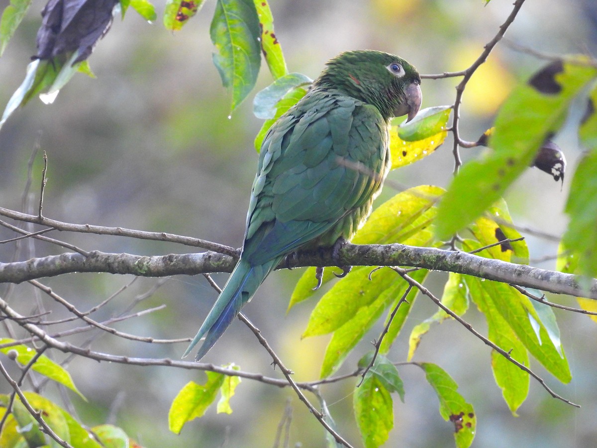 White-eyed Parakeet - ML628910154