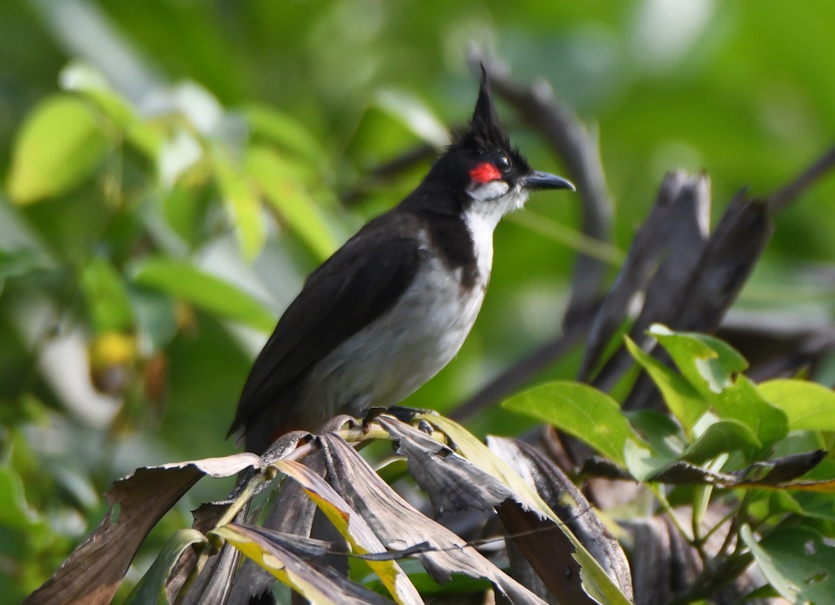 bulbul červenouchý - ML628910201