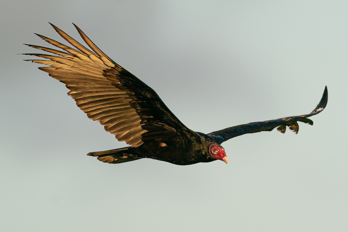 Turkey Vulture - ML628910227