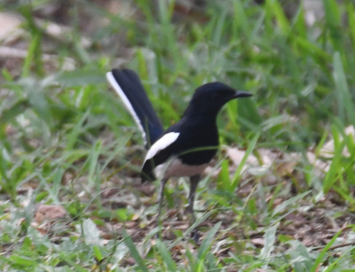 Oriental Magpie-Robin - ML628910247