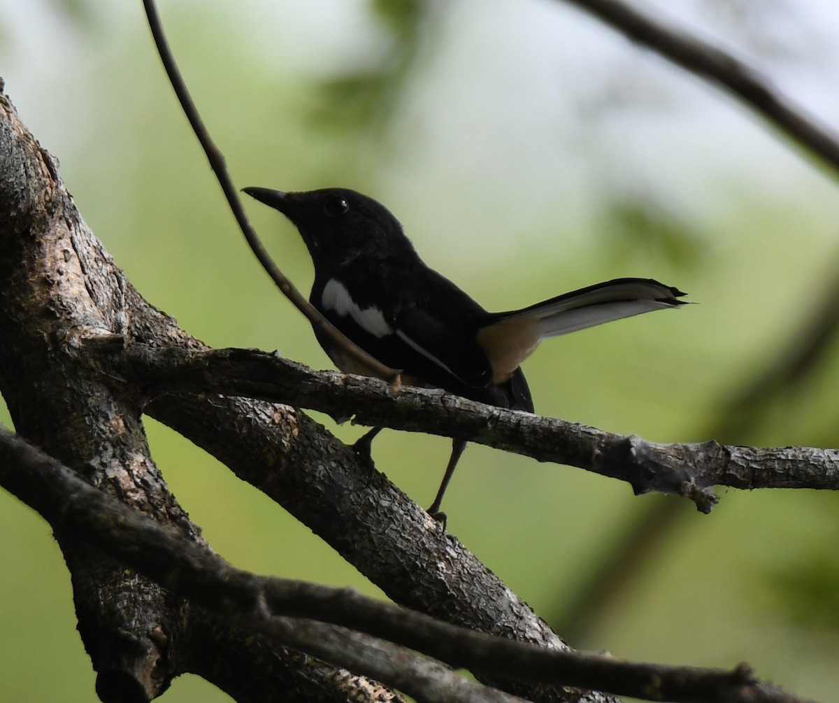 Oriental Magpie-Robin - ML628910254