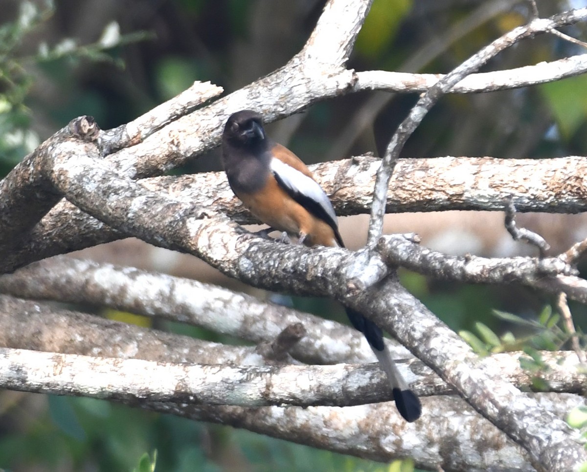 Rufous Treepie - ML628910263