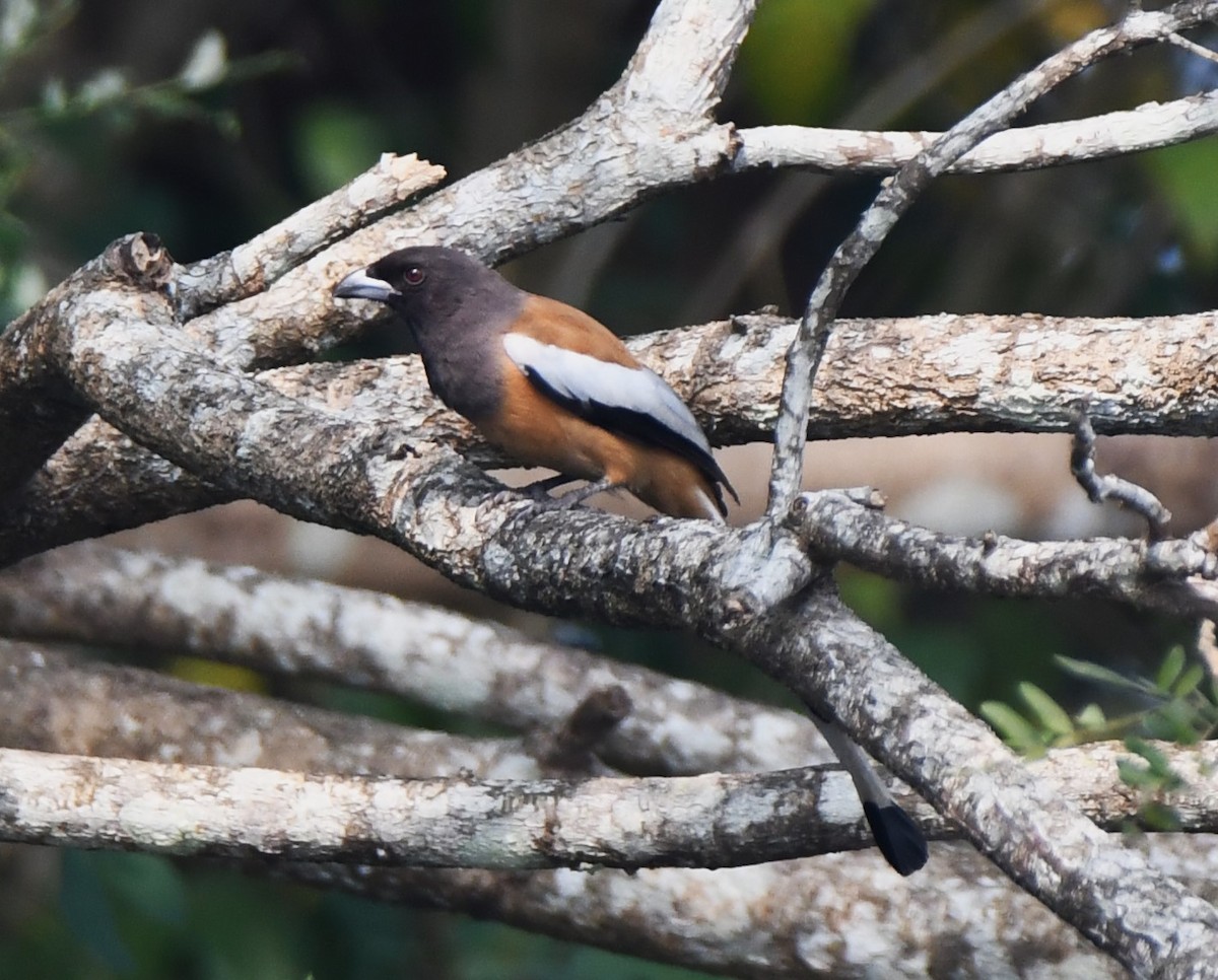Rufous Treepie - ML628910268
