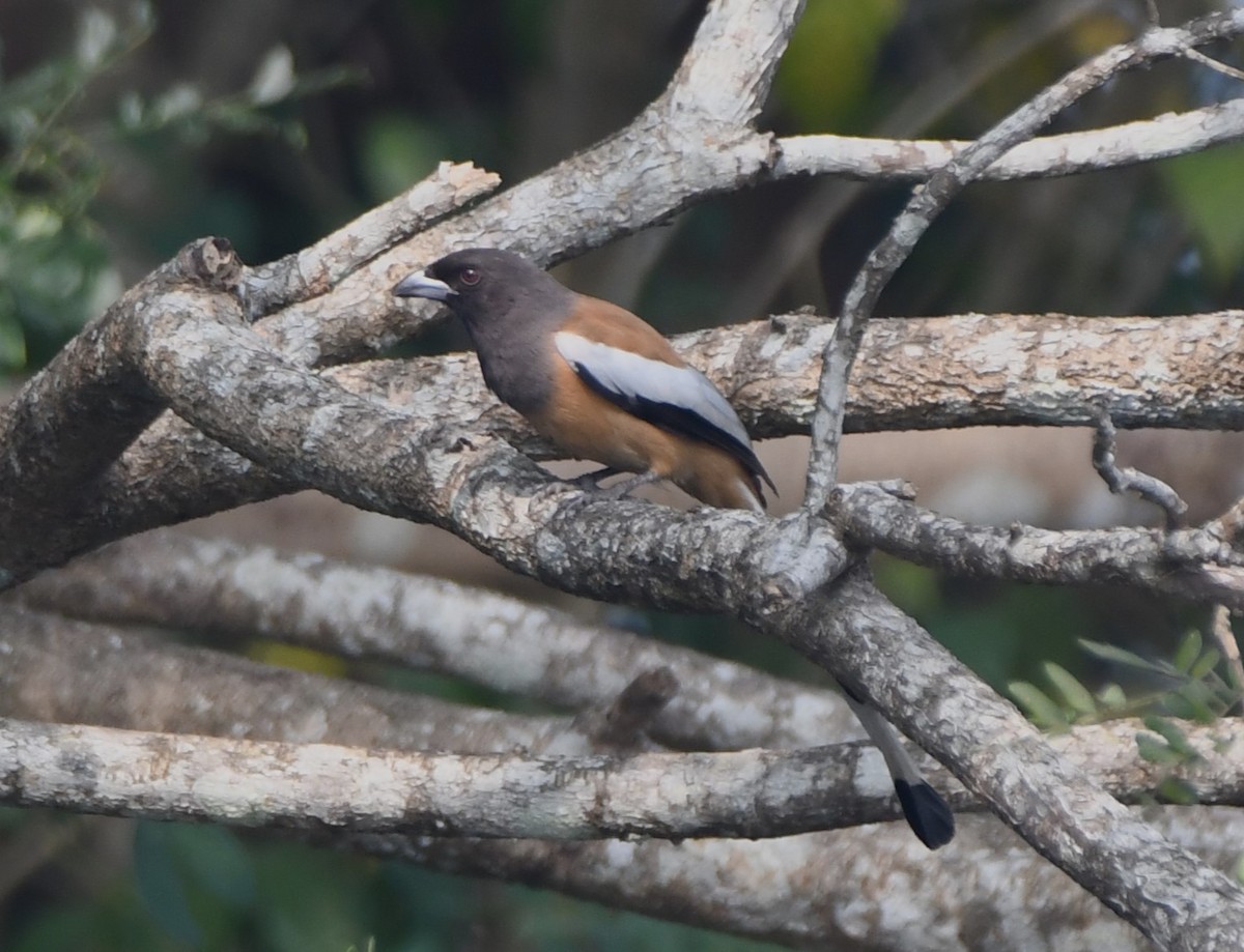 Rufous Treepie - ML628910283
