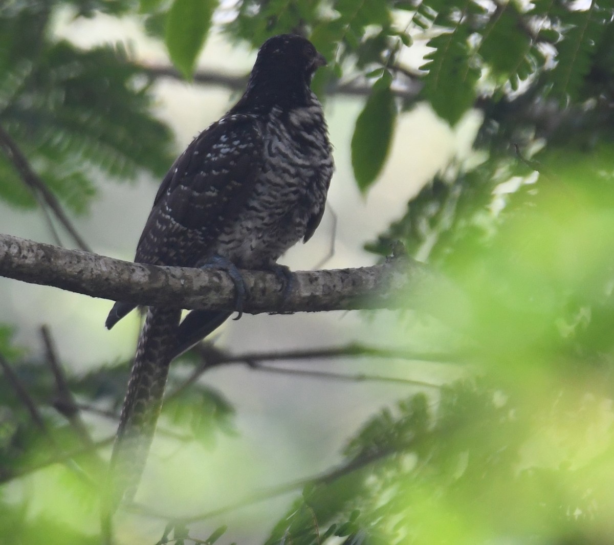 kukačka koel - ML628910351