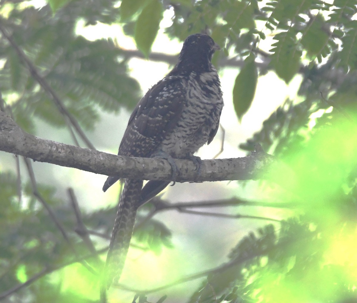 kukačka koel - ML628910372