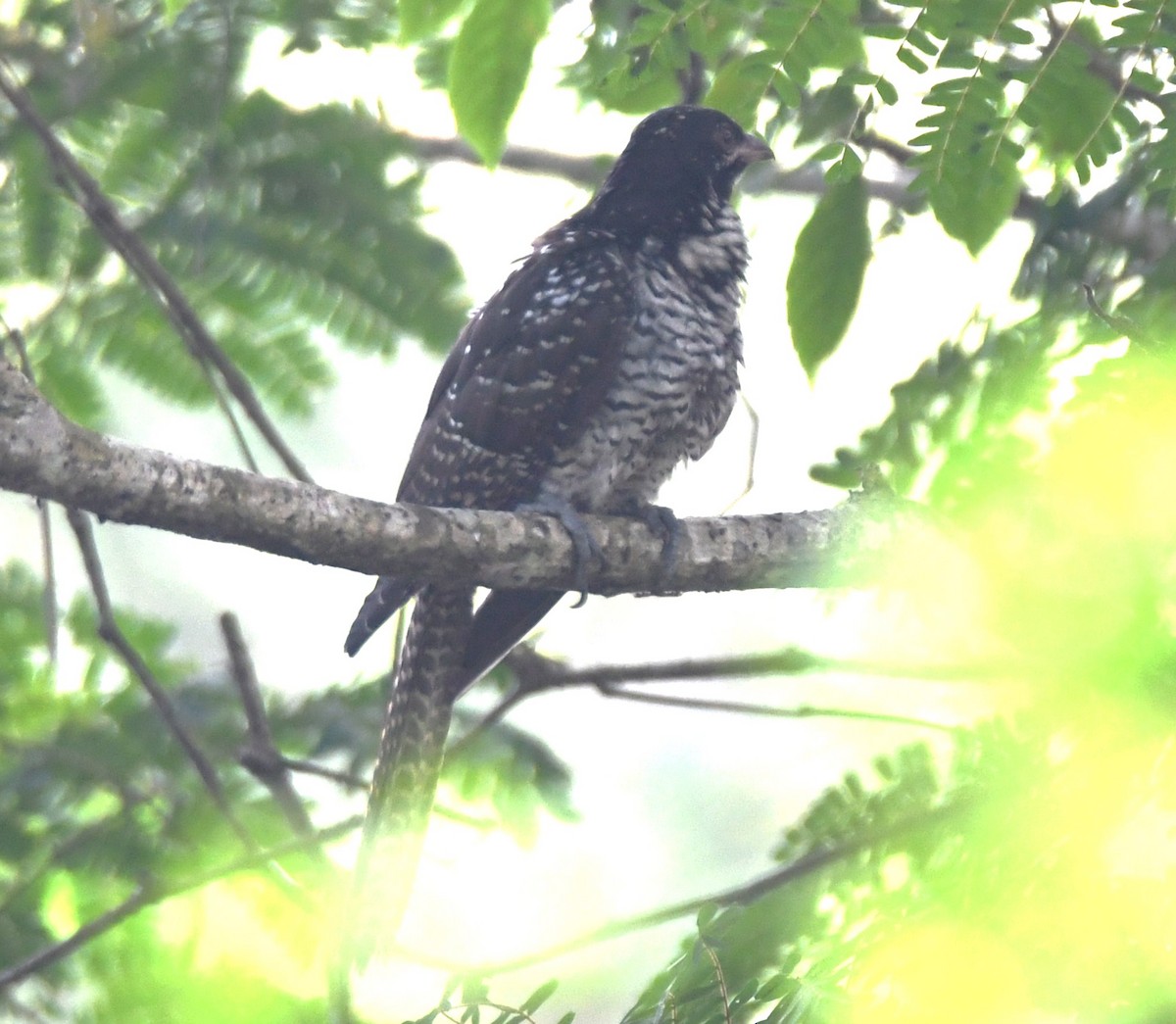 kukačka koel - ML628910378