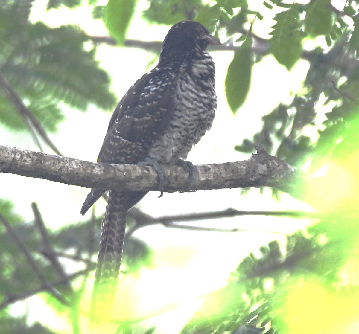 kukačka koel - ML628910380