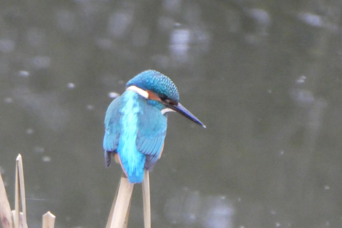 Eisvogel - ML628910426