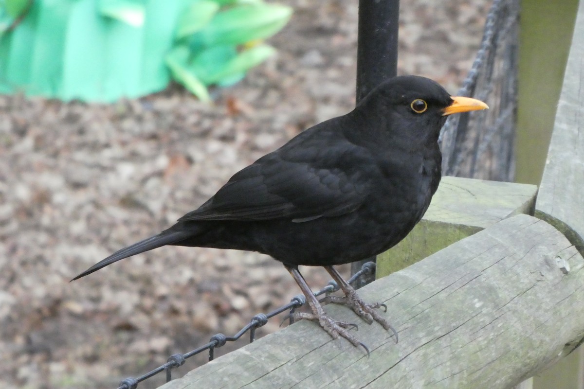 Amsel - ML628910456
